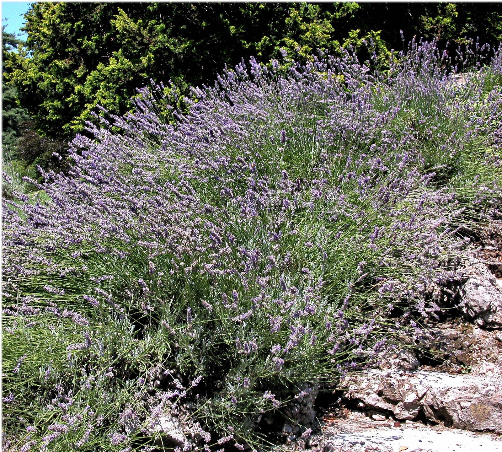 150 Portuguese SPIKE LAVENDER Lavandula Latifolia Blue Purple Flower Herb Seeds