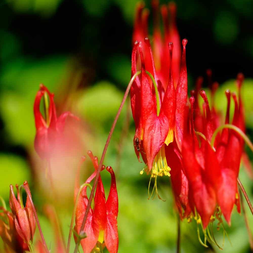 2000 Seeds Columbine Seeds – Aquilegia Canadensis Wild Columbine Flower Seed