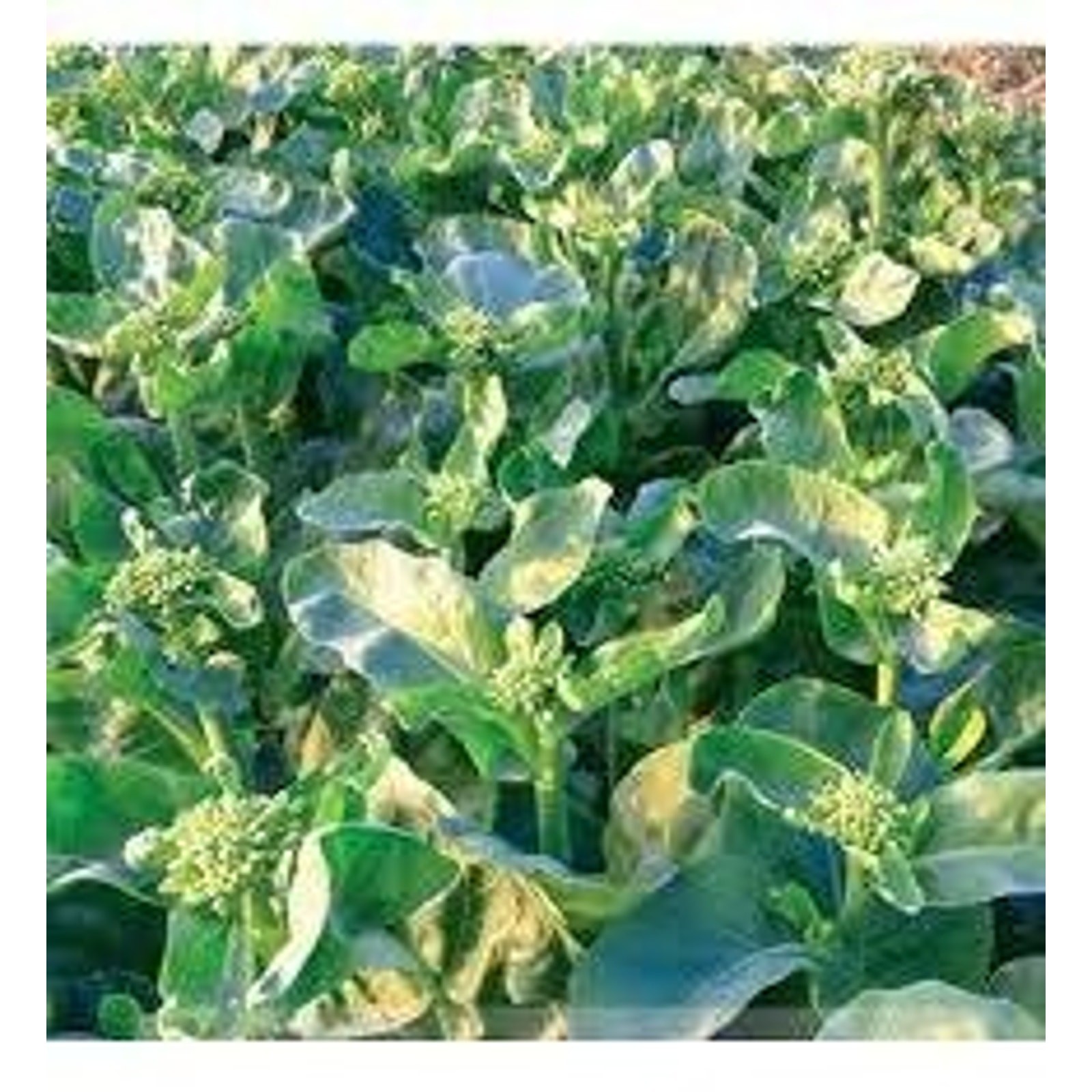 Gailan Chinese Kale Broccoli Organic Vegetable Seeds Garden Seed Heirloom