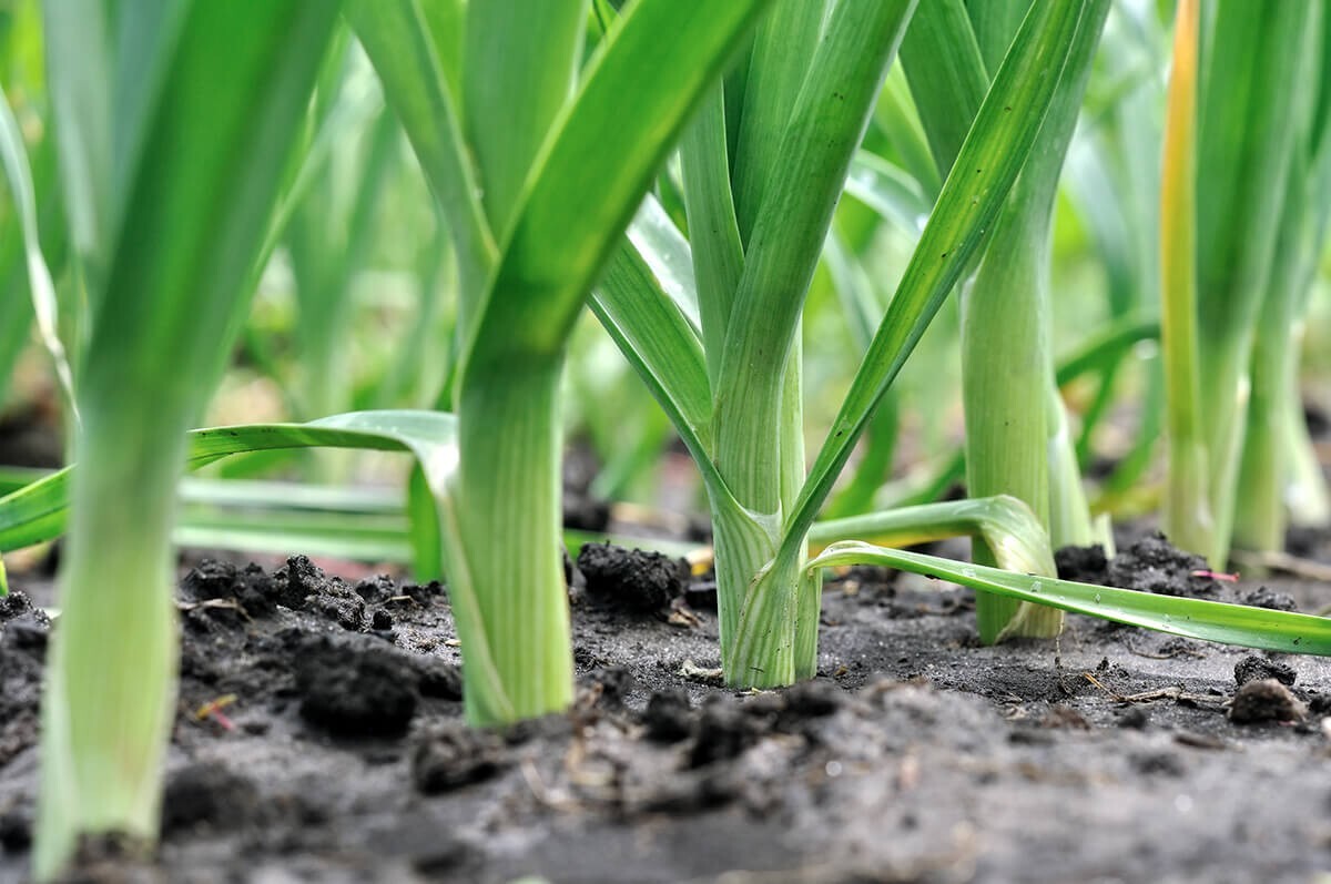 250 Organic Non-GMO Giant Mussleburgh Leek Seeds- Seeds Of Tomorrow