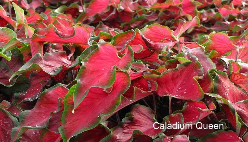 Caladium ‘Red Ruffles’ Size # 2 (You get 2 bulbs)