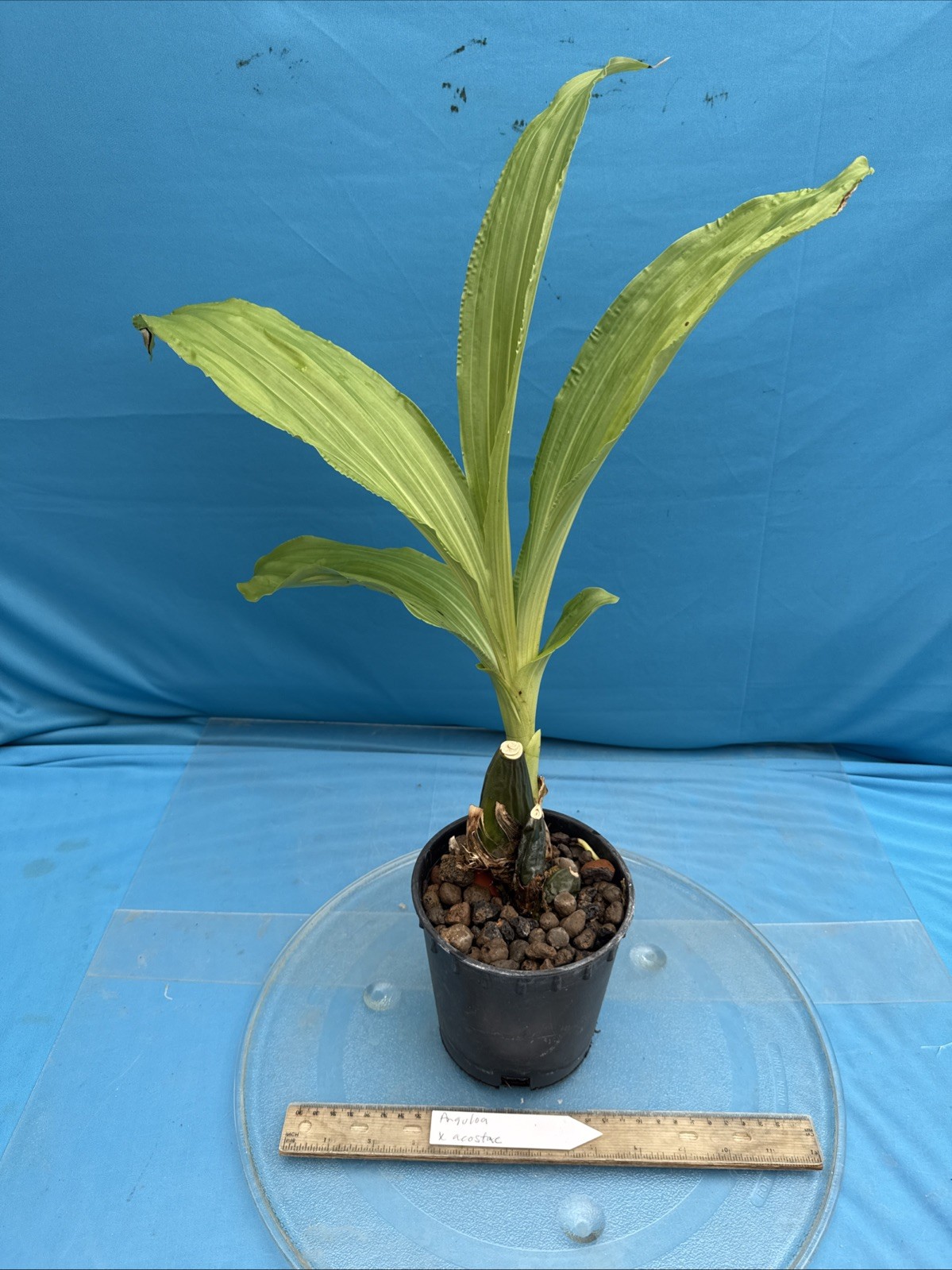 Anguloa X acostae Pink White Fragrant BS Orchid Hybrid 5.5” Pt New Growth Start