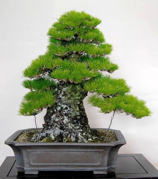 10 PCS Japanese Pine Tree Bonsai Seeds T6, Beautiful Rare Air Purifier Bonsai