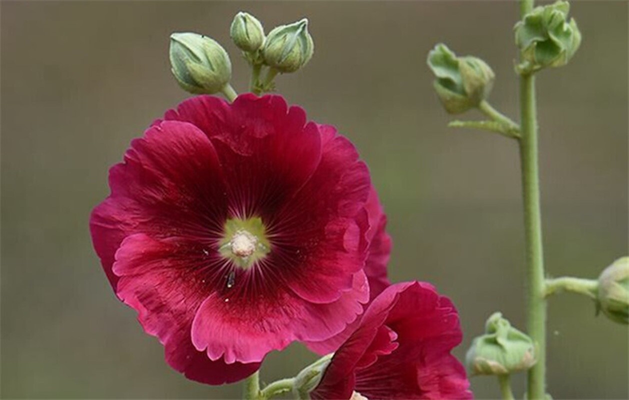 20 SEEDS for Dark Red HOLLYHOCK rare flower bed exotic plant bush USA Seller