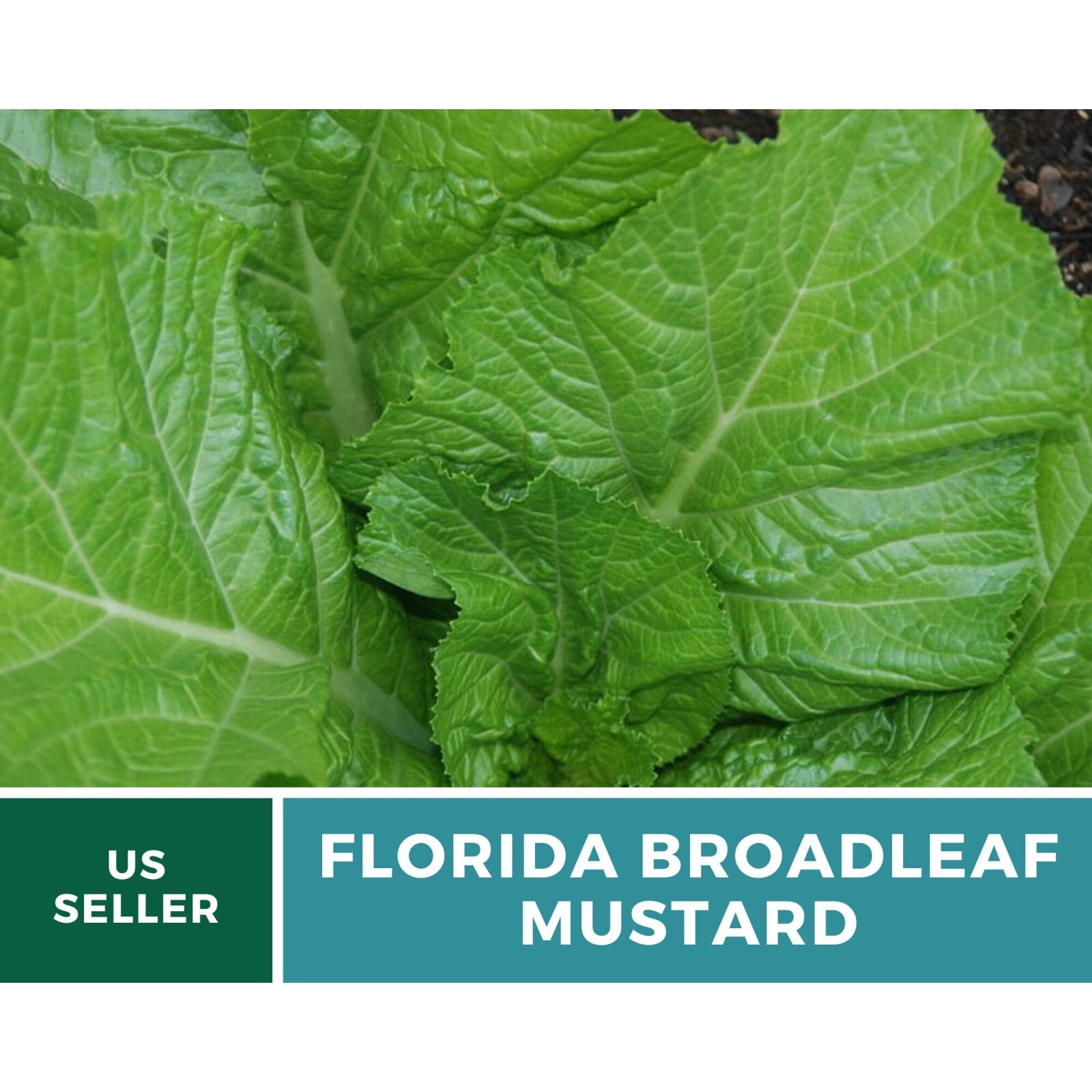 Mustard, Florida Broadleaf – 250 Seeds – Heirloom Greens – Open Pollinated – Non