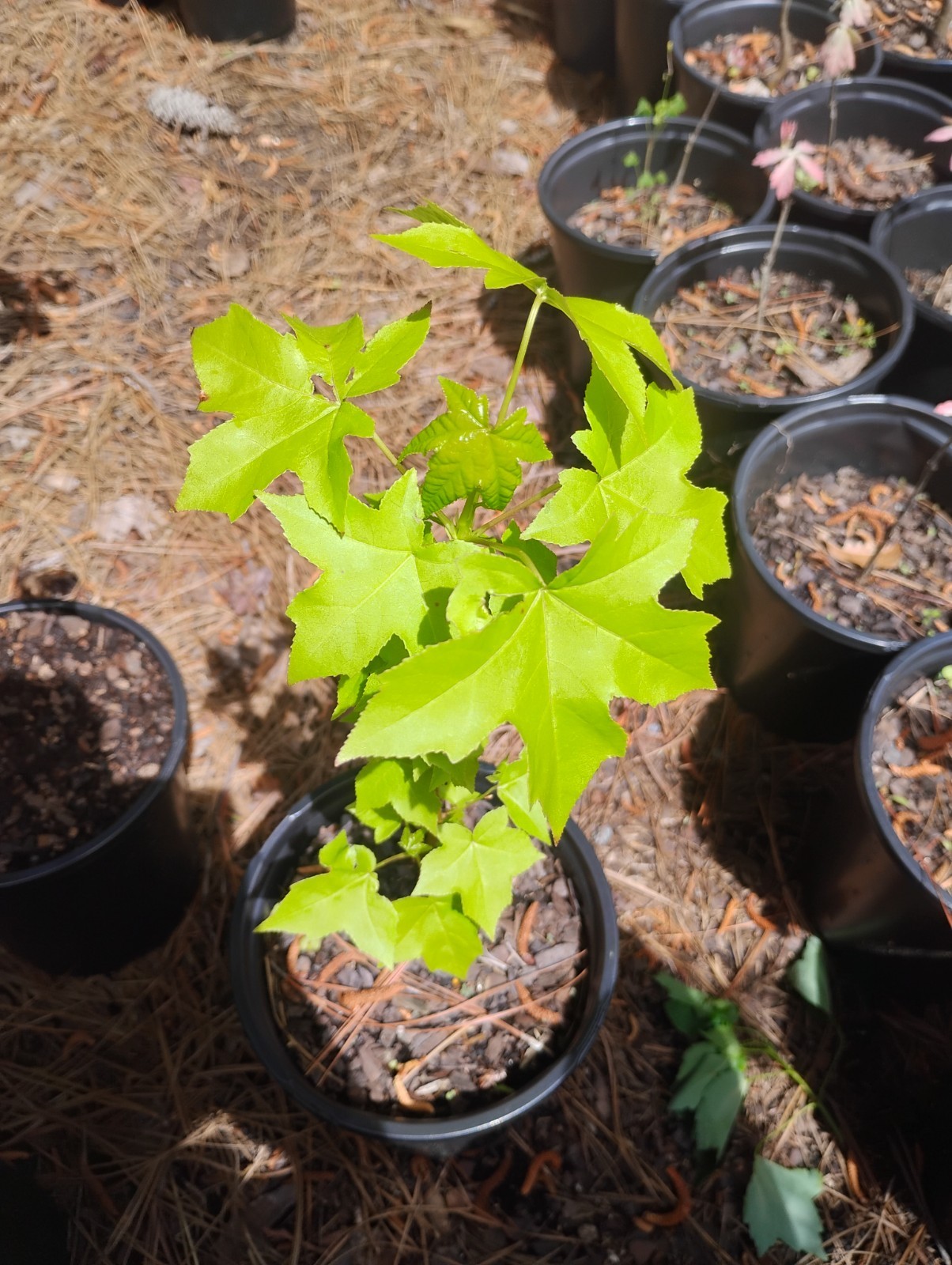 Sweetgum Tree, 1 Gallon Pot