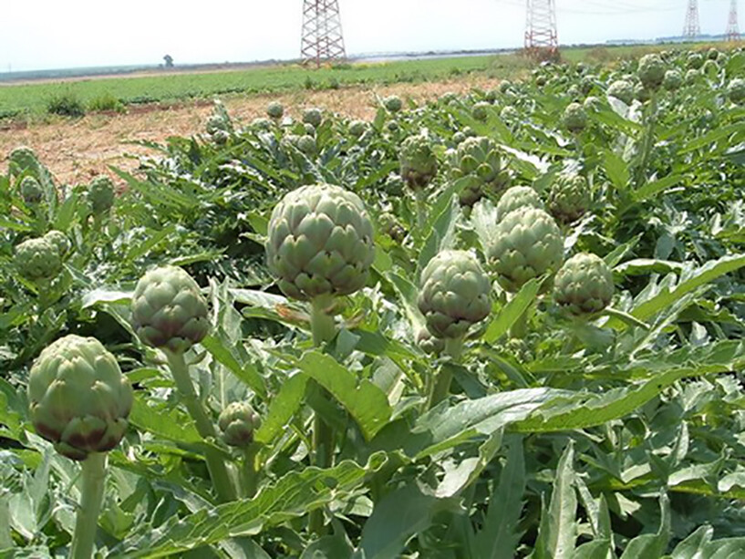 Globe Artichoke, Cynara scolymus, Seeds (Fast, Edible, Showy)