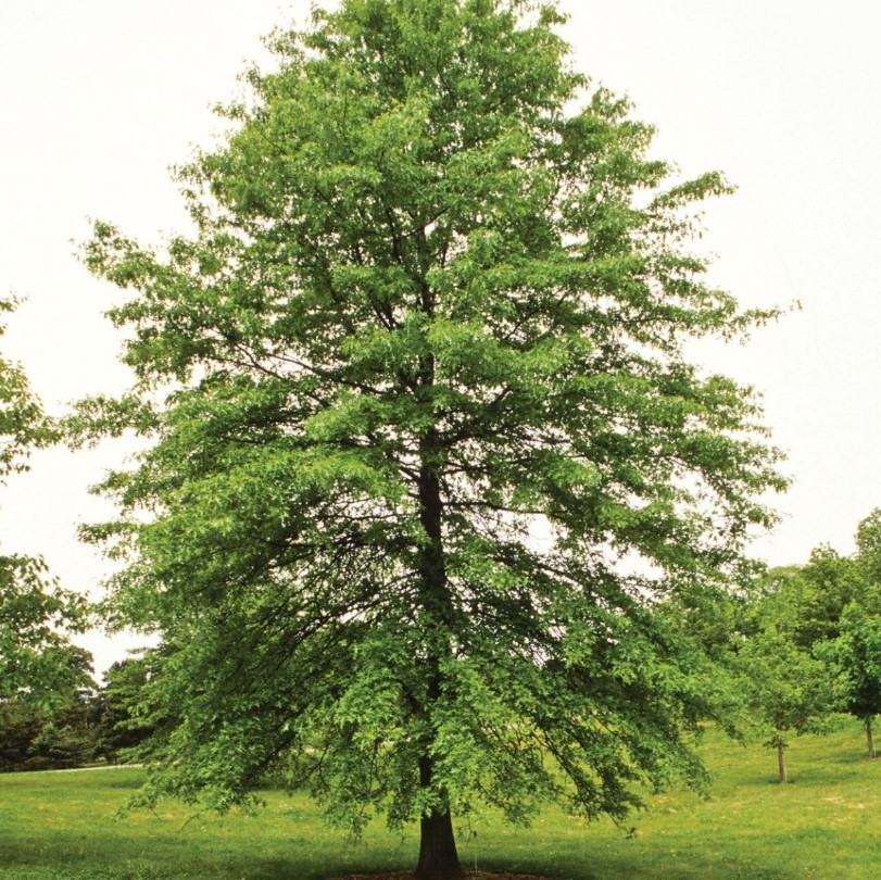 Pin Oak Live Tree – 12-18″ Tall – 1 Quart Pot – Deciduous Tree – Zones 4-8