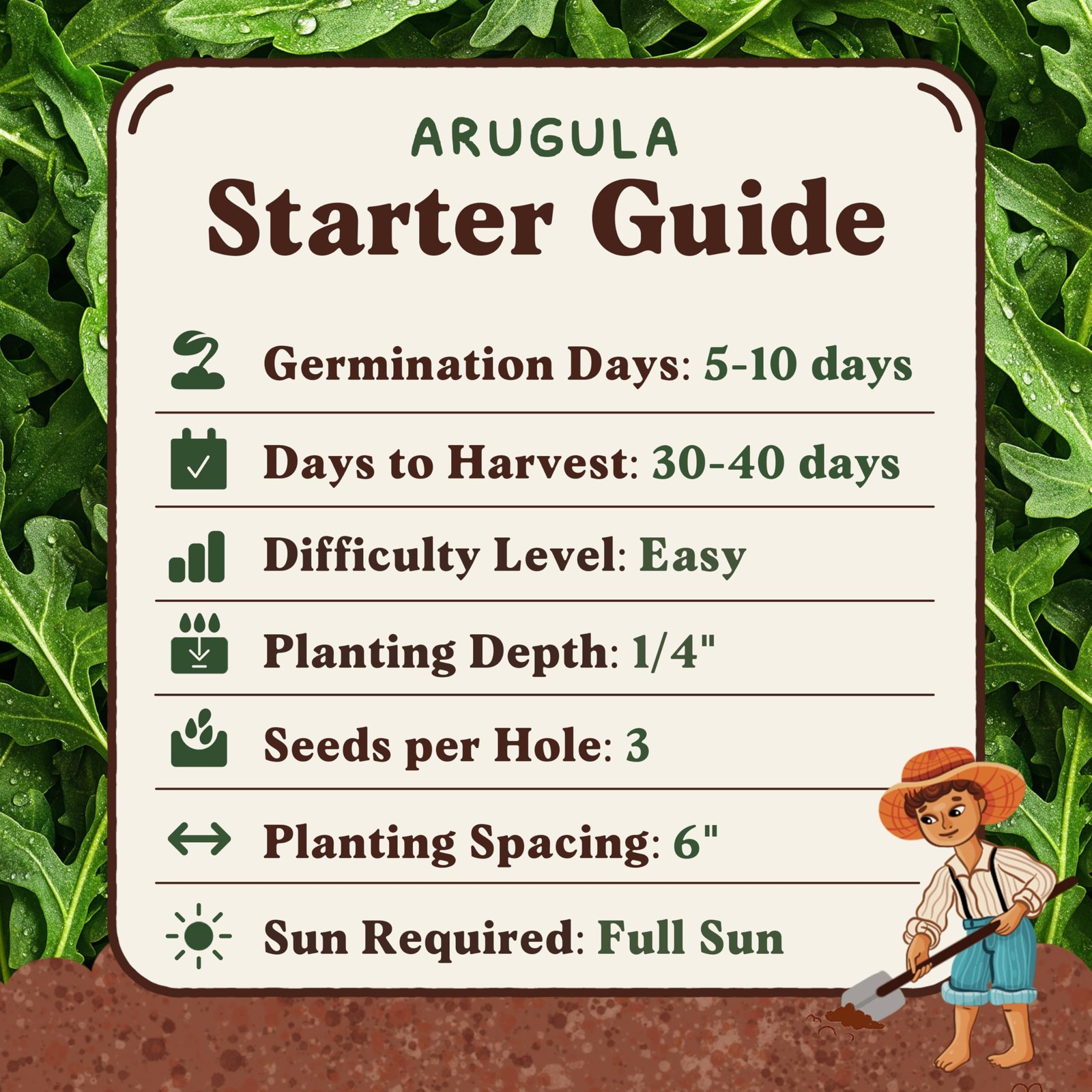Seedboy Organic Arugula ‘Slow Bolt’ Seeds for Planting Indoor and Outdoor, No…