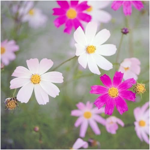 Sensation Mixed Cosmos Seeds For Planting (Cosmos bipinnatus)