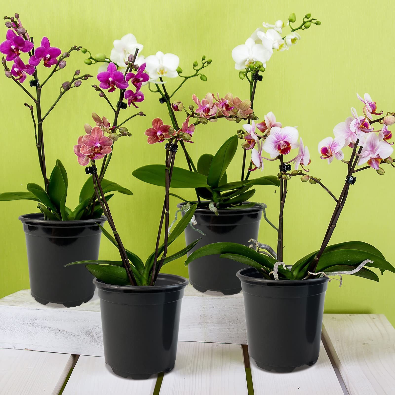 RAOOKIF 100 Pack Nursery Pots, 4 5 6 Inch Nursery Pot for Plants, Plastic Pla…
