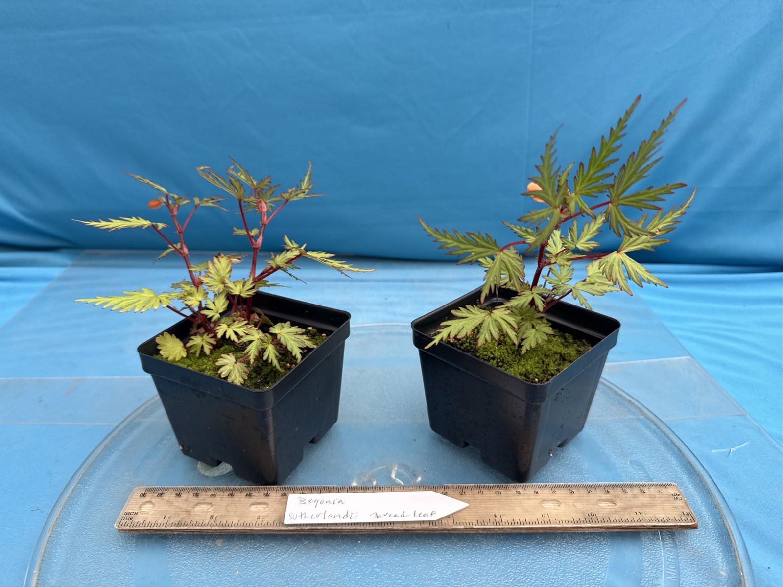 Begonia sutherlandii Fern-like Leaves 4” Pot Shade Easy Care Windowsill