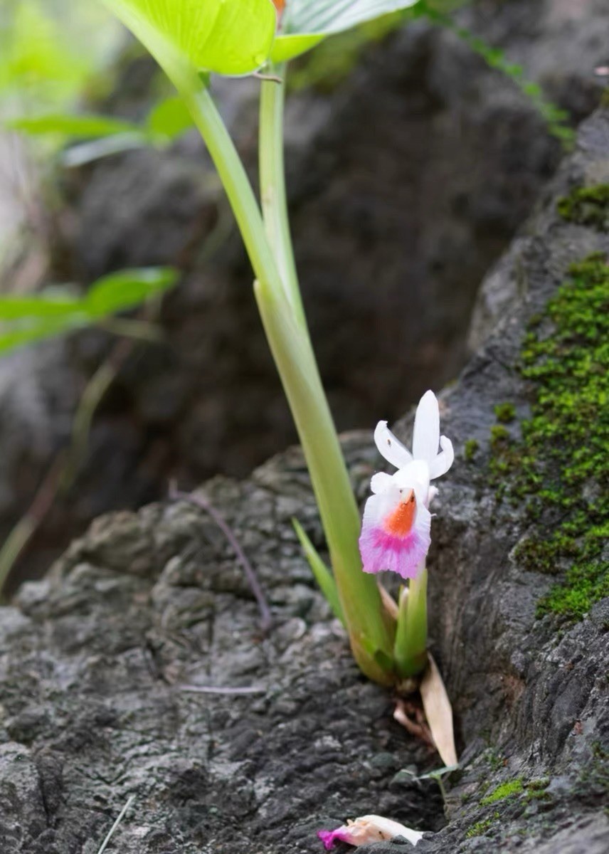 Boesenbergia maxwellii Rare Tropical Ginger Species Live Plant