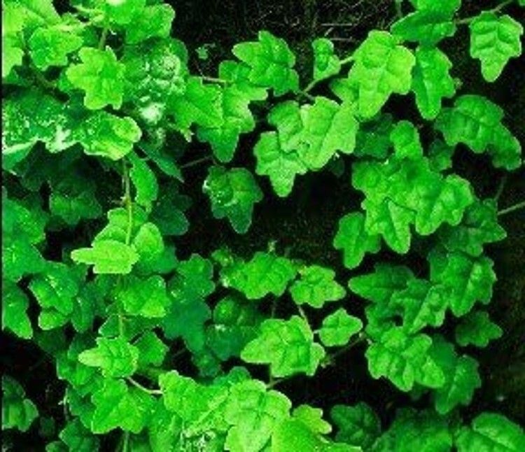 Creeping Mini Oakleaf Topiary Terrarium Fairy Indoors And Outs Live Plant 4″ Pot