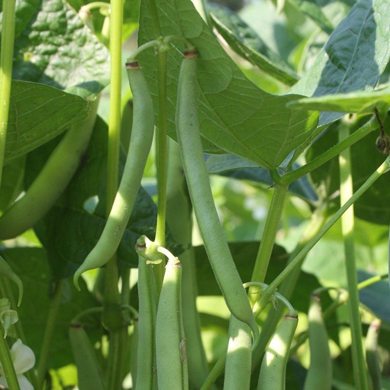 Blue Lake 274 Bush Bean Seed Heirloom Non GMO Open Pollinated Green Bea