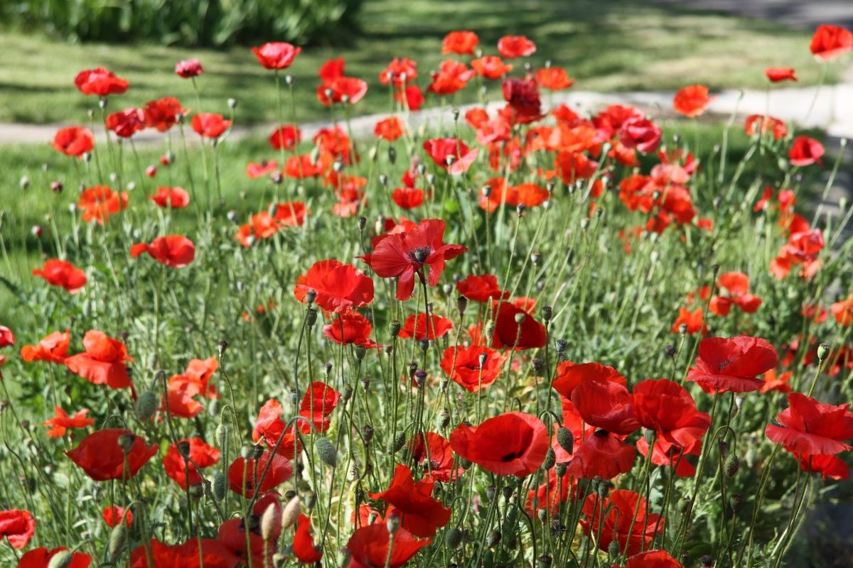 Red Corn Poppy Seed
