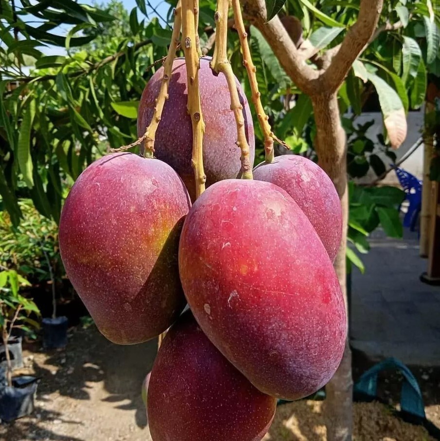 Irwin Dwarf Mango Starter Live Plant – 10-14″ Tall – Red Mango Tropical Fruit