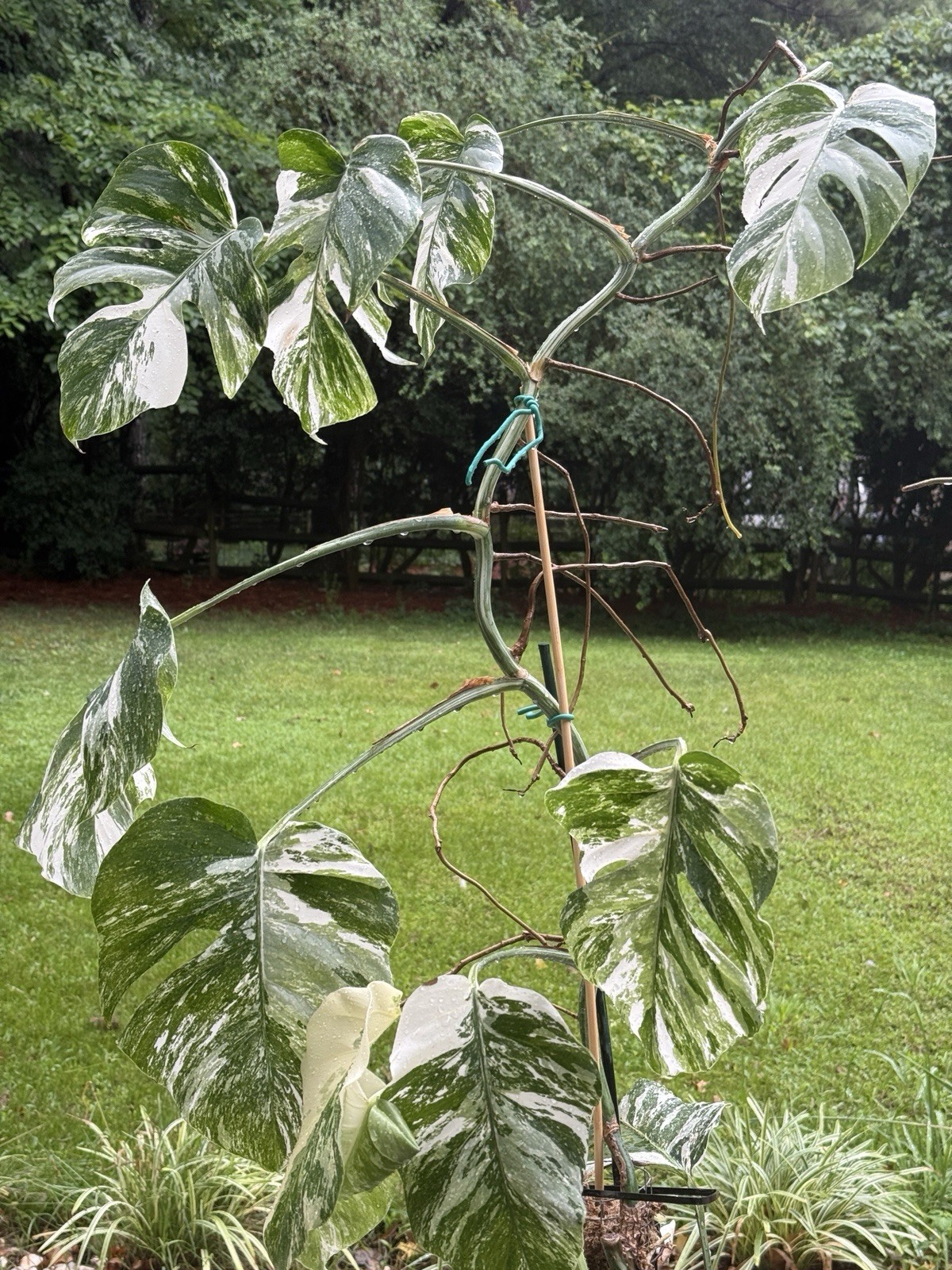 Monstera Albo Borsigiana Variegated Top Cutting Rooted, 5 Leaves