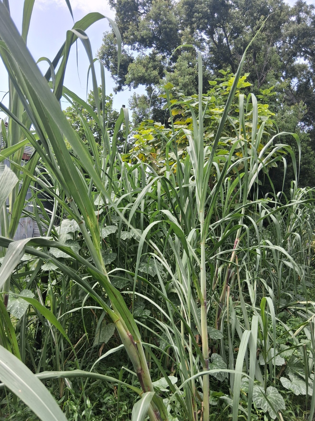 *LOUISIANA HEIRLOOM PURPLE SUGARCANE SYRUP TWO CUTTINGS FRESH! FREE SHIPPING*