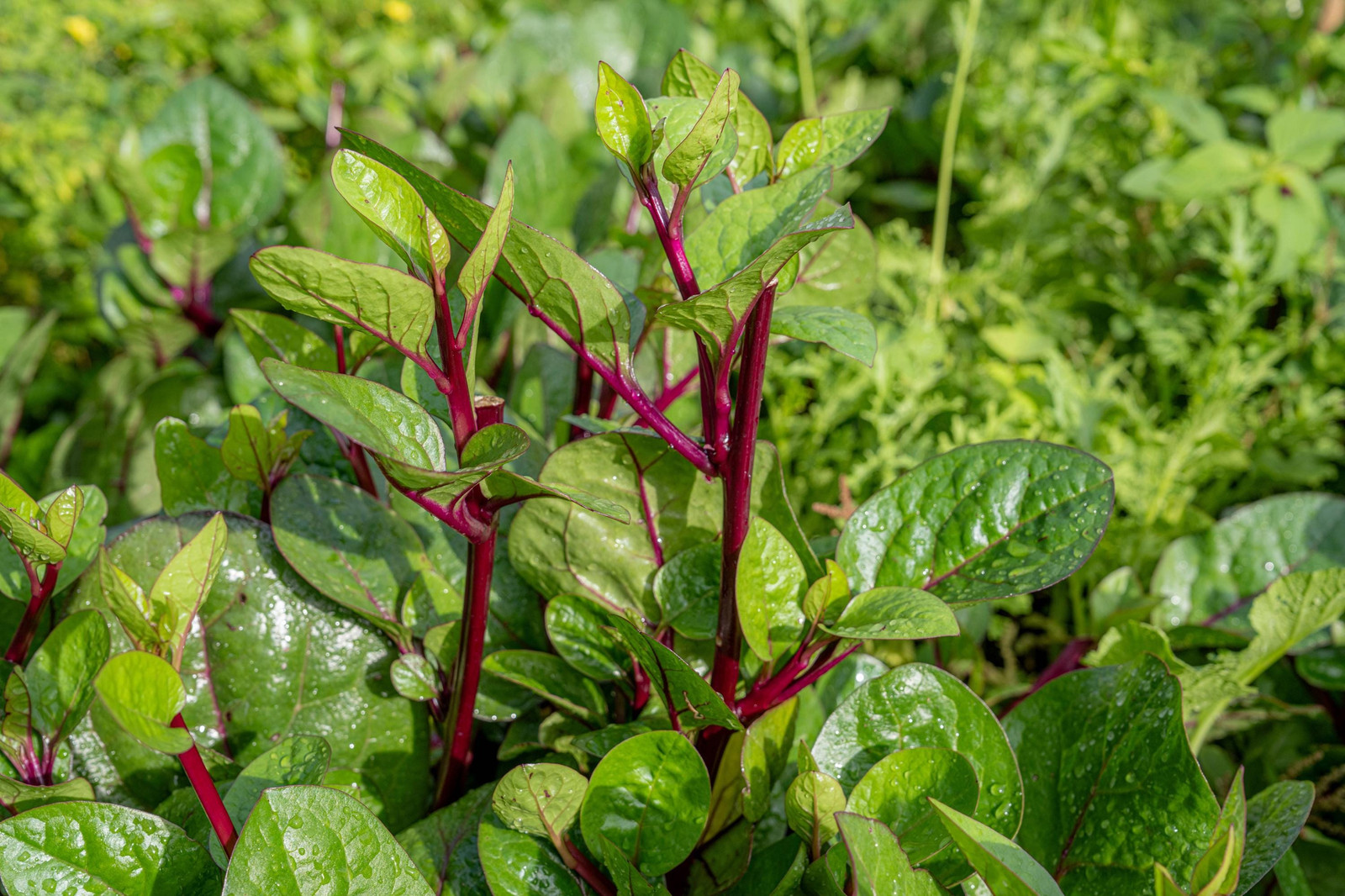 Red Stem Malabar Spinach Seeds Basella alba “rubra” Plant, Non-GMO, Vegetable,