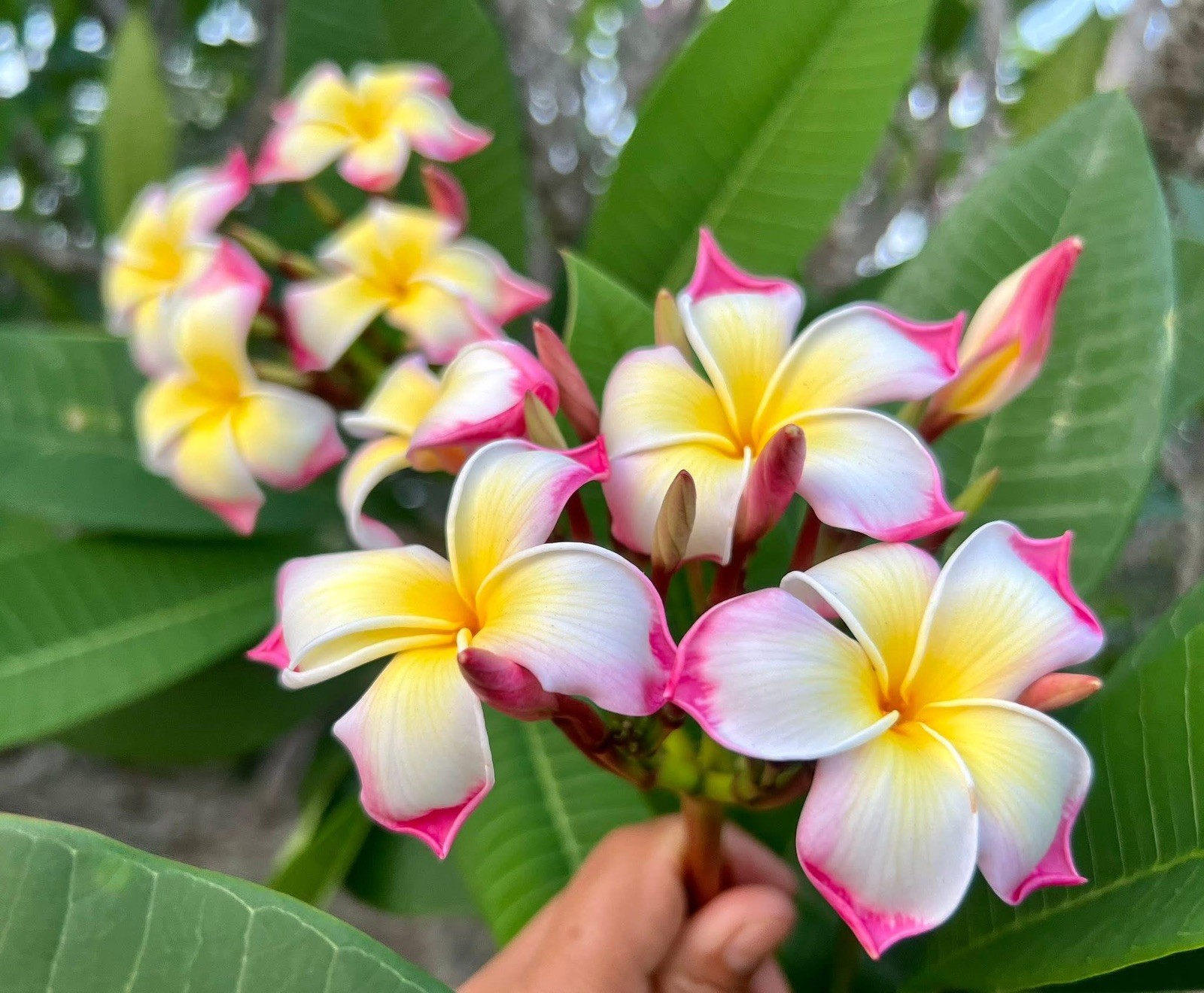Mixed Thai Seeds bulk (Plumeria Kingdom)