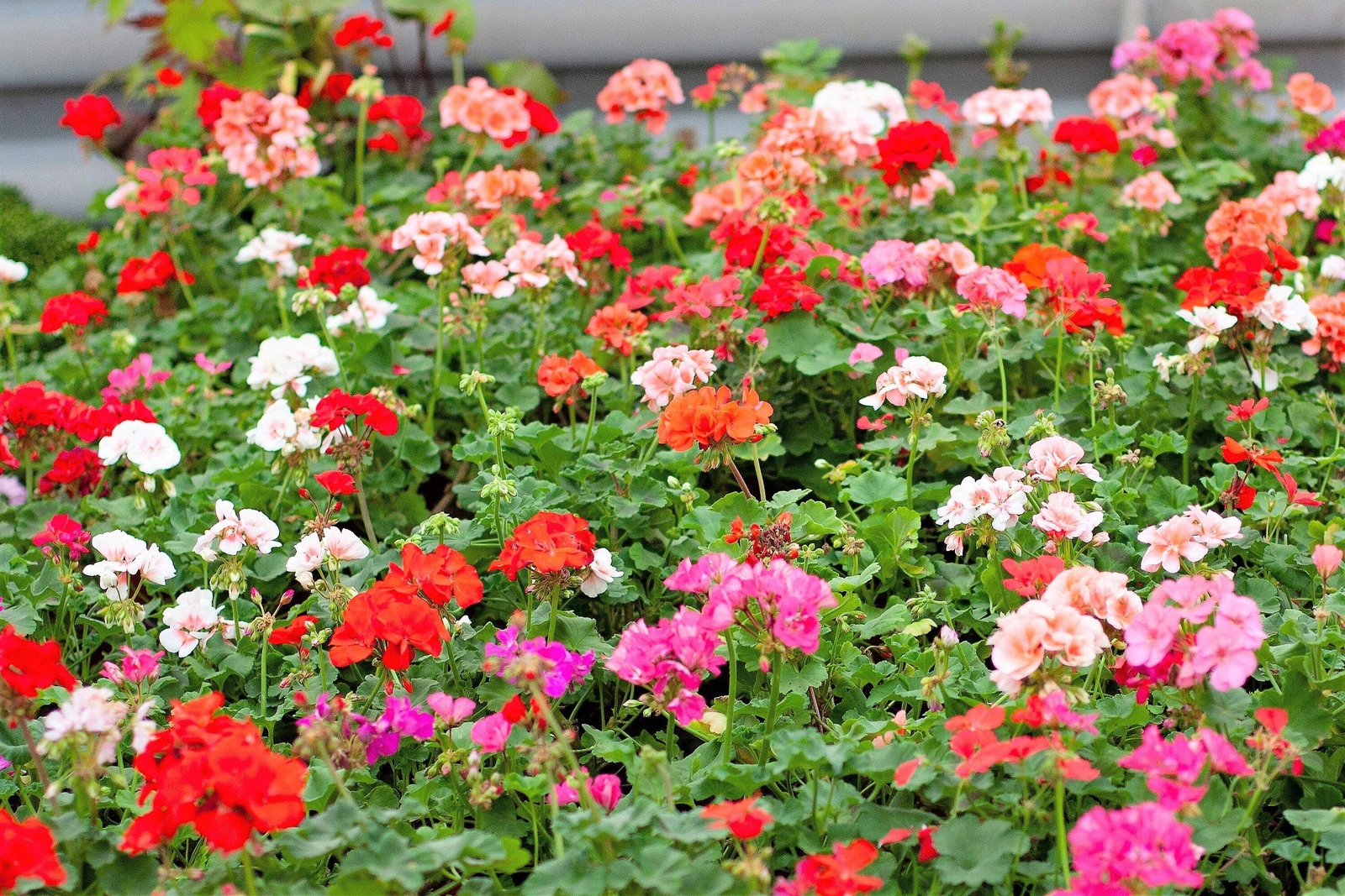 10 MIXED COLORS GERANIUM Pelargonium Zonale Pink Purple Red Salmon Flower Seeds