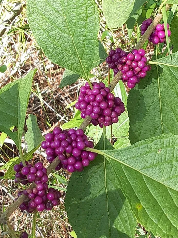 Florida Beautyberry Callicarpa Americana Live Plant!