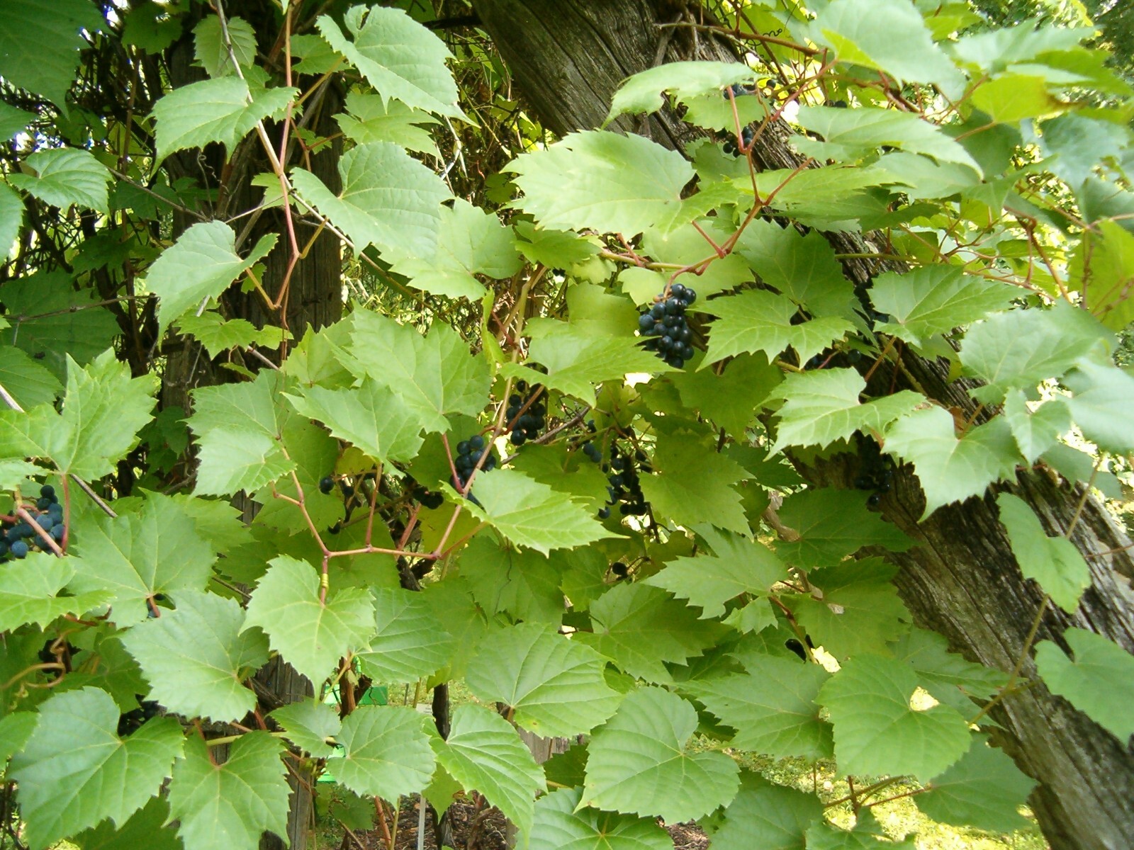 Riverbank Grape (Vitis riparia), 20 seeds