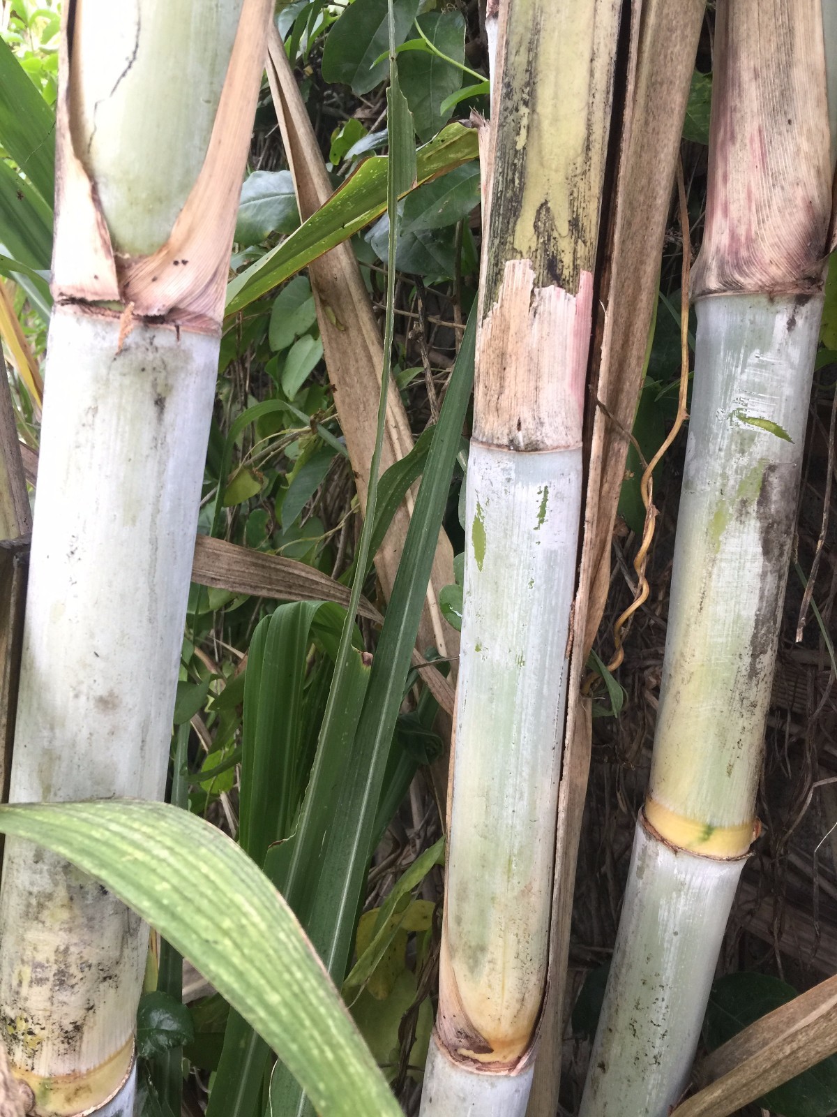 5 Sugarcane Cuttings Sugar Cane Plant, Ready To Root and Grow