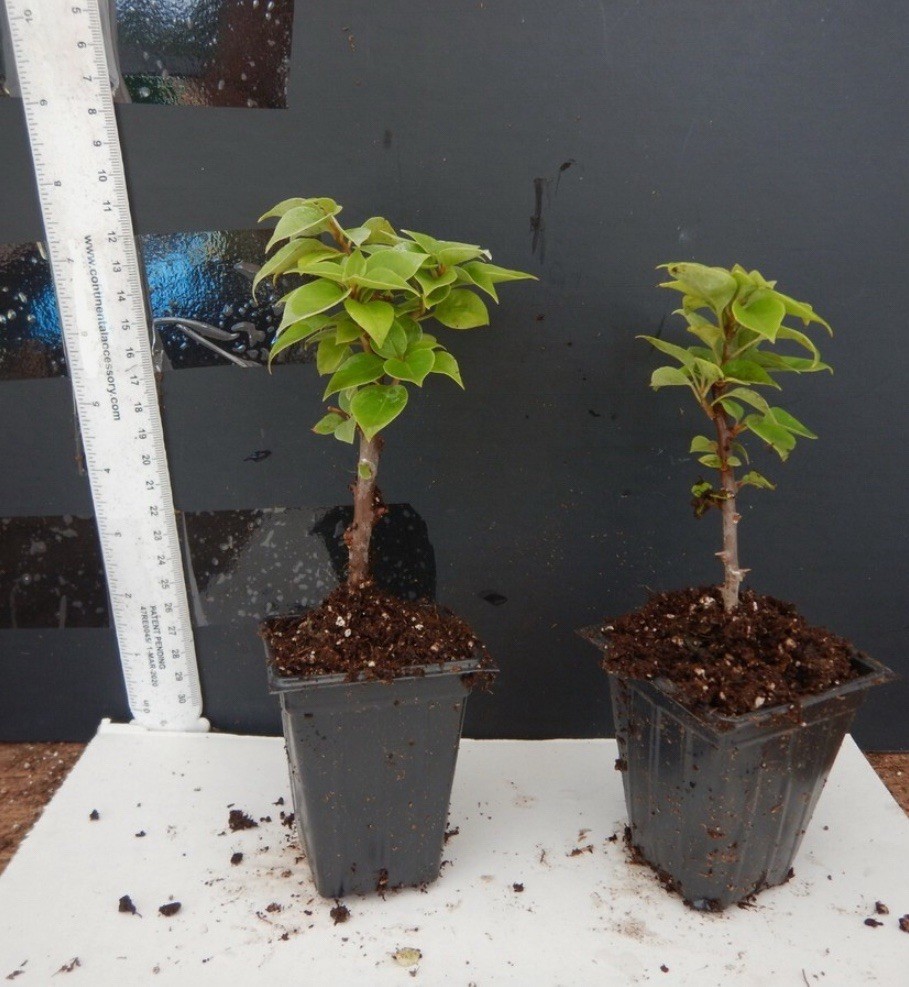 Torch Glow Bougainvillea -SMALL ROOTED STARTER Plant