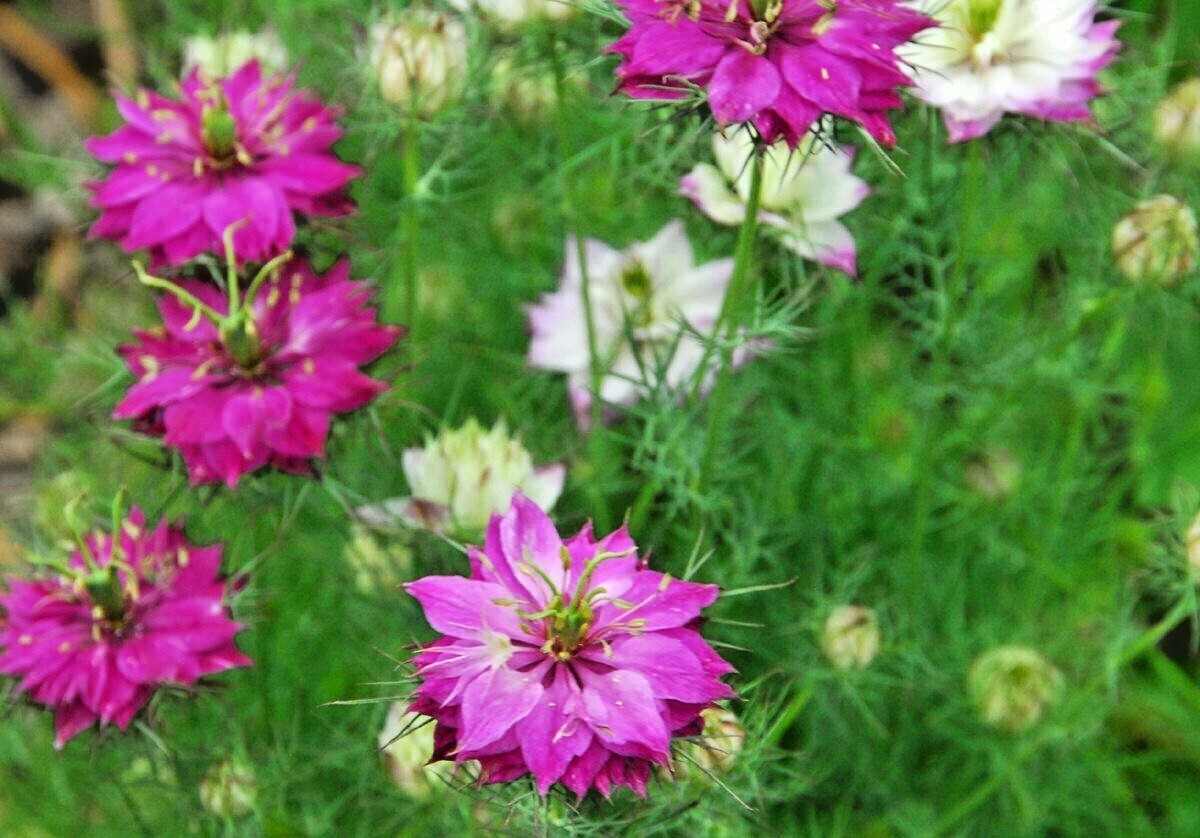 500+LOVE IN A MIST Flower Seeds Flowering Annual Cut Dried Flowers Container