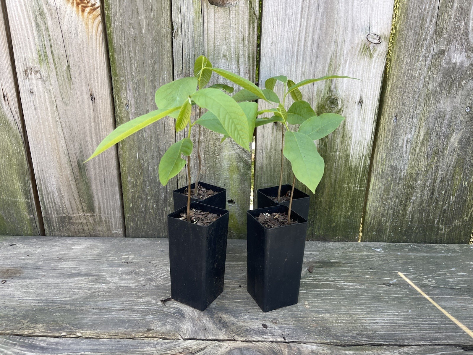 4pack PawPaw Asimina Triloba Trees Each Tree Is 5”-10” 2yr Old In TreeBands!