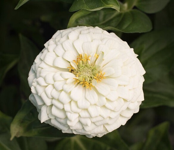 Zinnia Variety: Giant Orange, Giant Golden Yellow, Giant Deep Red, Giant White