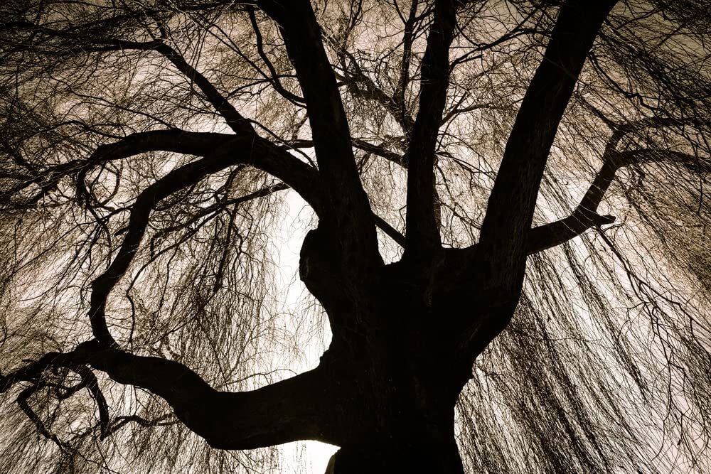 Black Weeping Willow Tree Cuttings for Planting – Rare Black Weeping Willow Tree