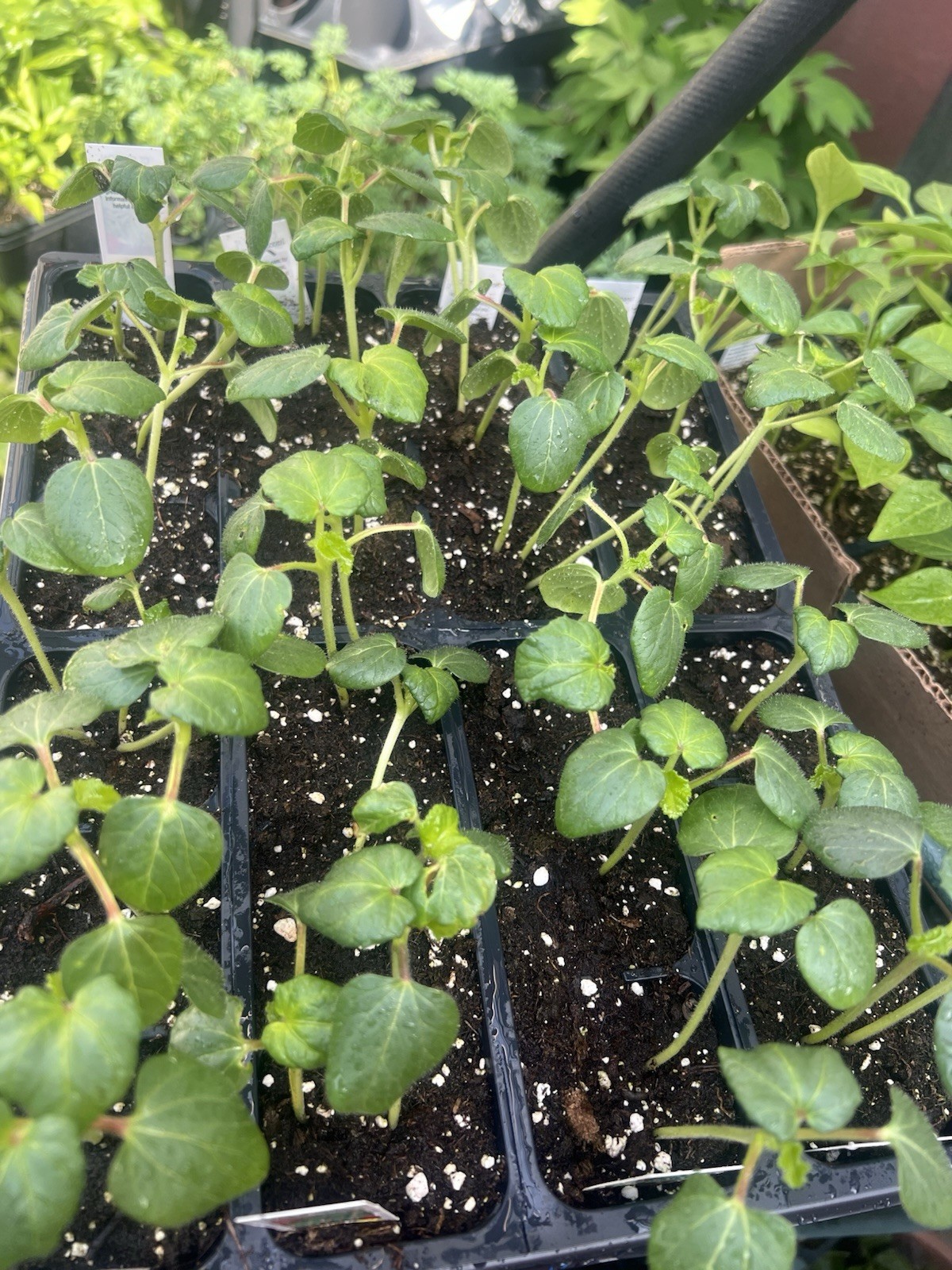 3 Live OKRA Clemson Spineless Plants