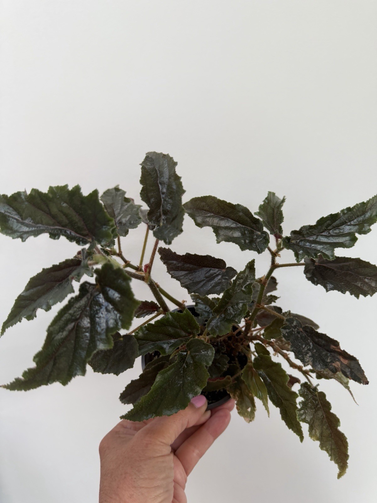 Begonia variegated green purple variegation reverted Ginny Galaxy
