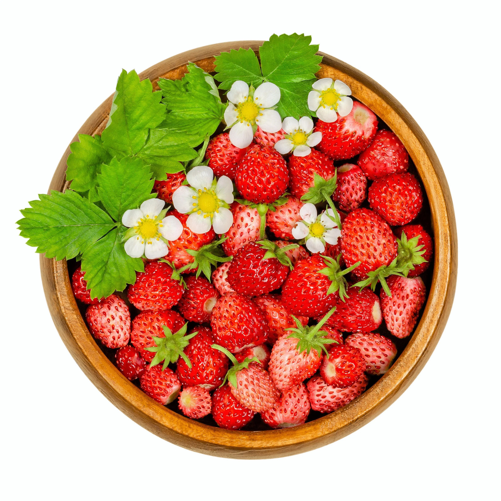 50 ALEXANDRIA STRAWBERRY Everbearing Alpine Fragaria Vesca Red Berry Fruit Seeds