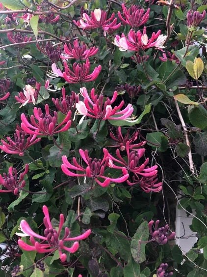 Purple Honeysuckle Vine, 2 Inch Pot, Hardy Climbing Garden Plant, Fast Growing