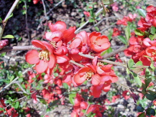 15 KNAP HILL SCARLET JAPANESE QUINCE SEEDS – Chaenomeles speciosa