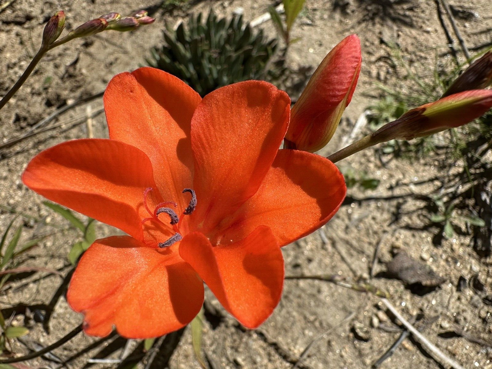 Tritonia Duesta rare 10 fresh 2024 harvested seeds Winter / spring Flowers