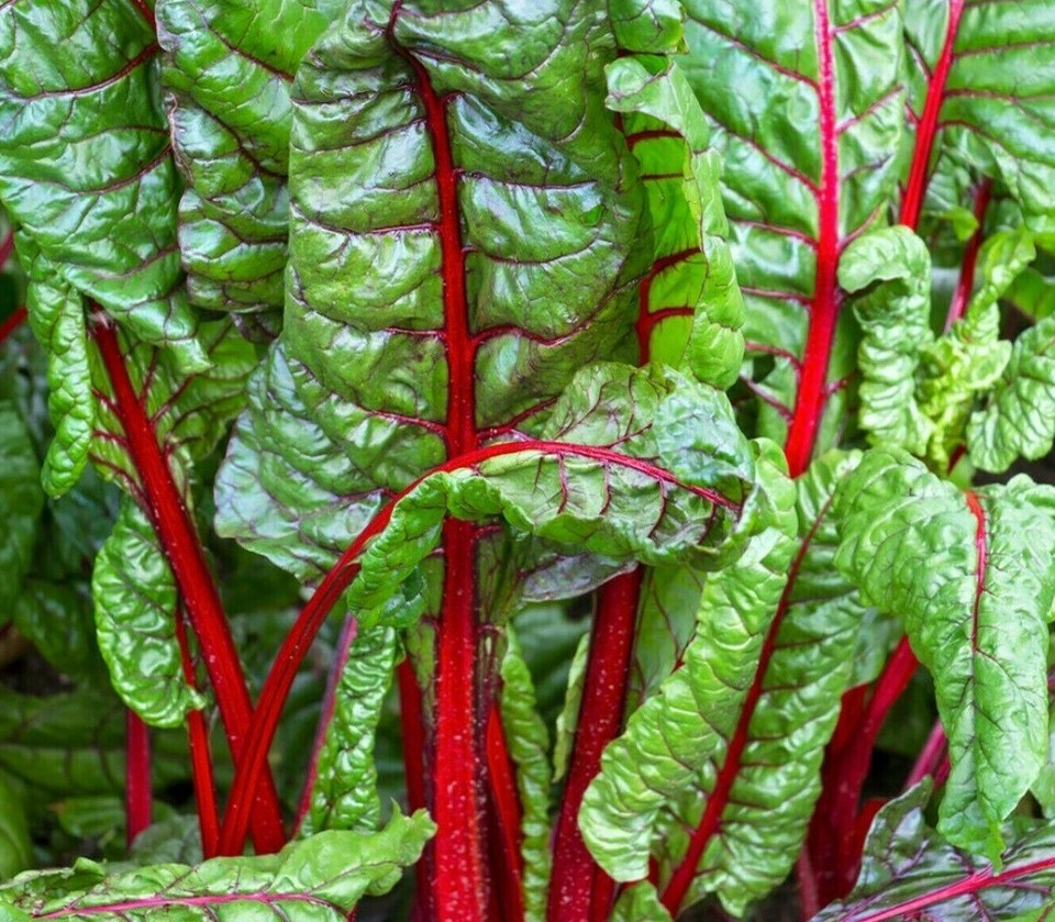 Ruby Red Swiss Chard (heat tolerant) Free Shipping!
