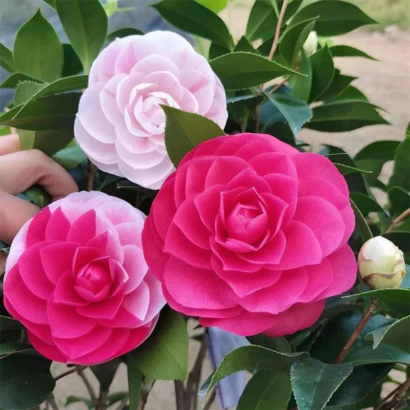 Mixed Camellia Seeds for Planting -20Pcs Non-Gmo Heirloom Camellia Seeds Rate La