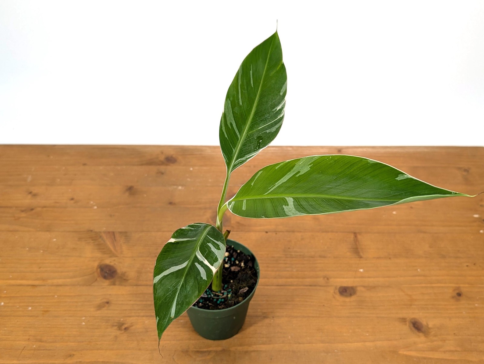 Variegated Banana Musa Florida – Grows Edible Fruit – Variegated Bananas! Can