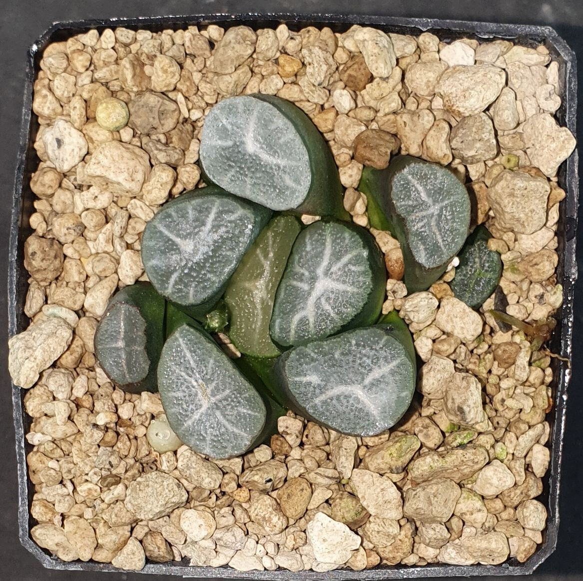 HW037 Haworthia maughanii ‘CINDERELLA’, 5 cm p o t , Phyto available