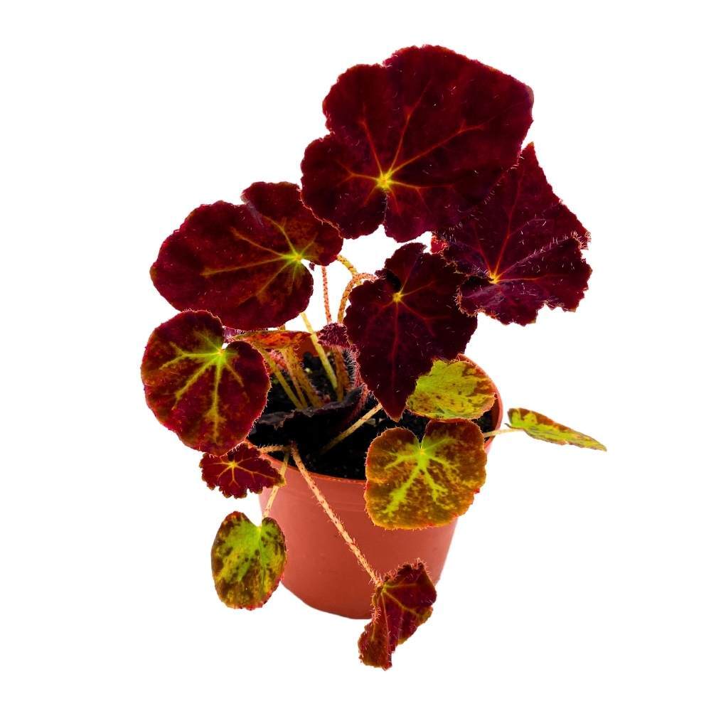 Begonia Madame O’Reilly, 4 inch Deep Orange Reddish Purple Rhizomatous Rhizo