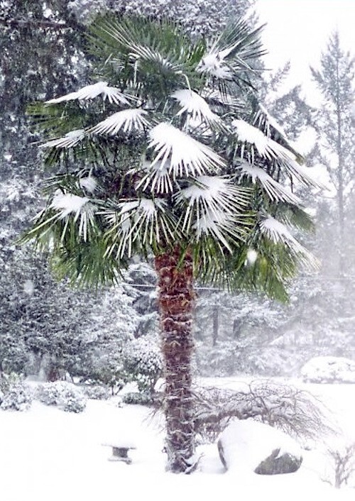 10 WINDMILL FAN PALM Tree Seeds Trachycarpus Fortunei MOST COLD HARDY Palm Plant