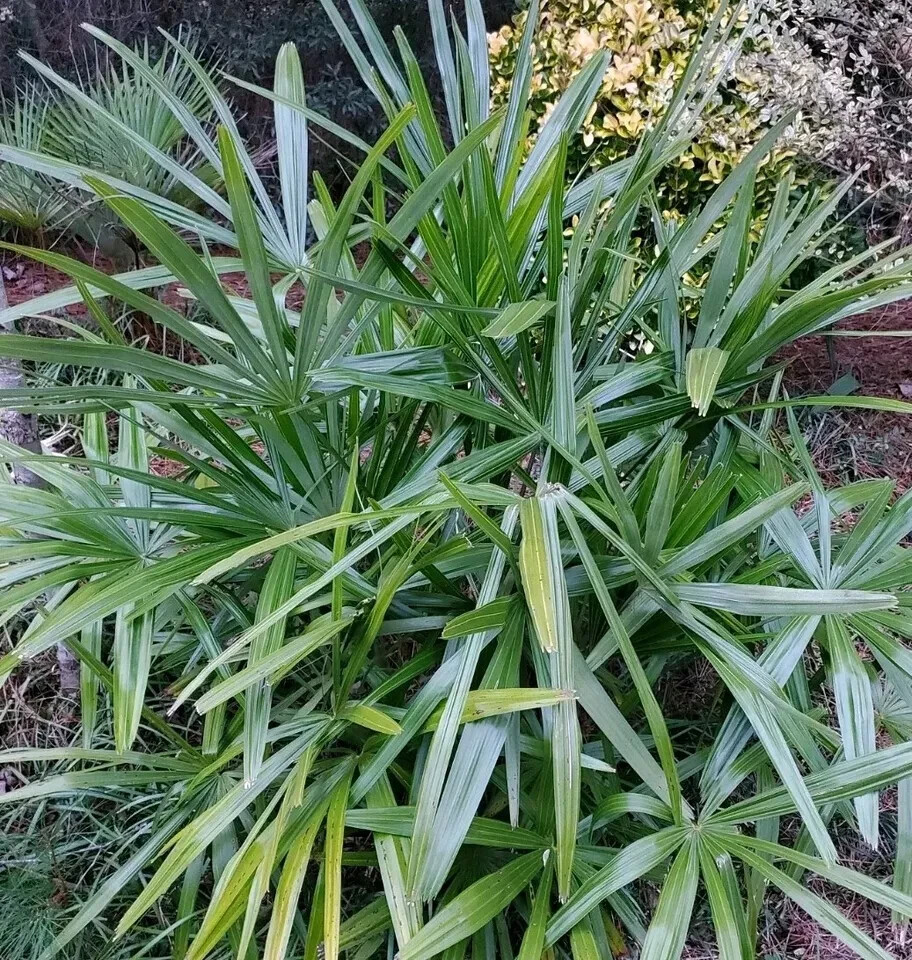 Rhapidophyllum hystrix 100 seeds 2024