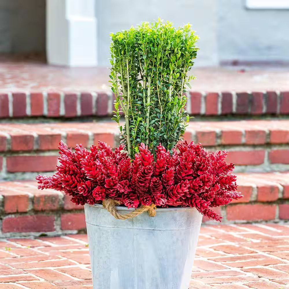 Sky Pencil Holly Plant Japanese Evergreen Shrub Live Privacy Hedge 2.5 Qt Pot