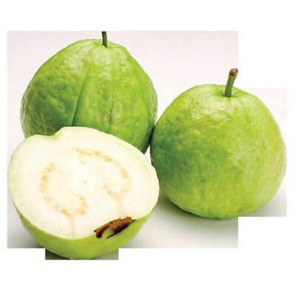 15 Seeds Guava White Tropical Fruit Psidium Guajava Tree Edible Guayaba Plant #E