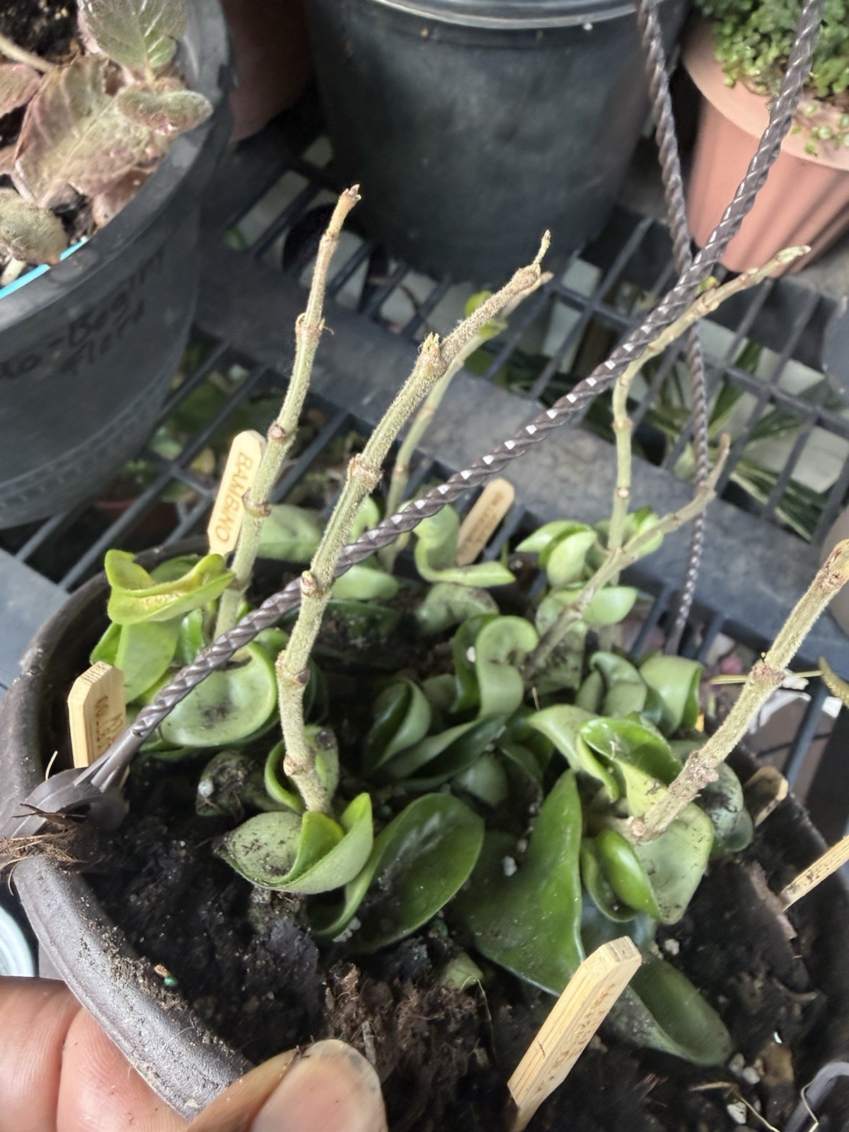 hoya hindu rope plant